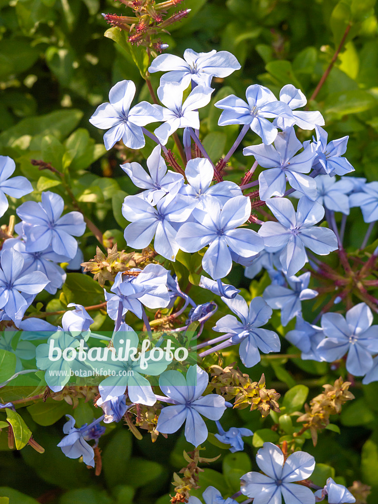 428237 - Bleiwurz (Plumbago auriculata)