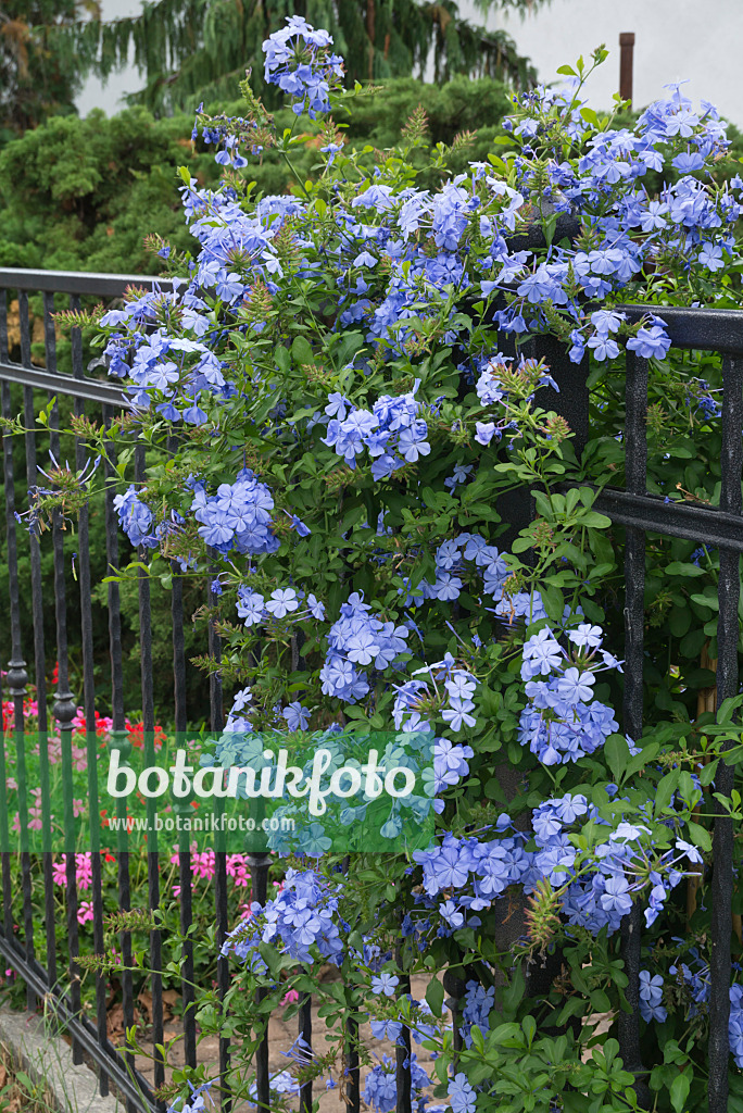 597001 - Bleiwurz (Plumbago auriculata)