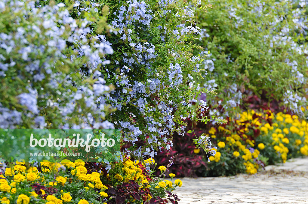 487081 - Bleiwurz (Plumbago auriculata) und Studentenblumen (Tagetes)