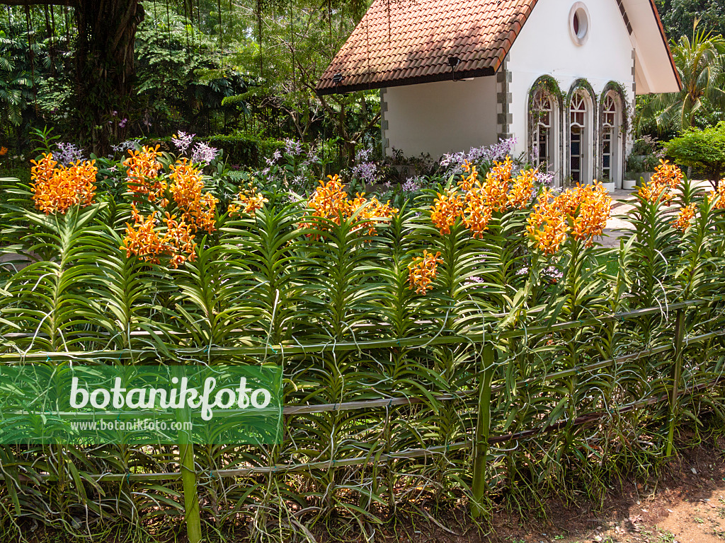 411124 - Blühender Staudengarten mit asiatischem Gartenhaus