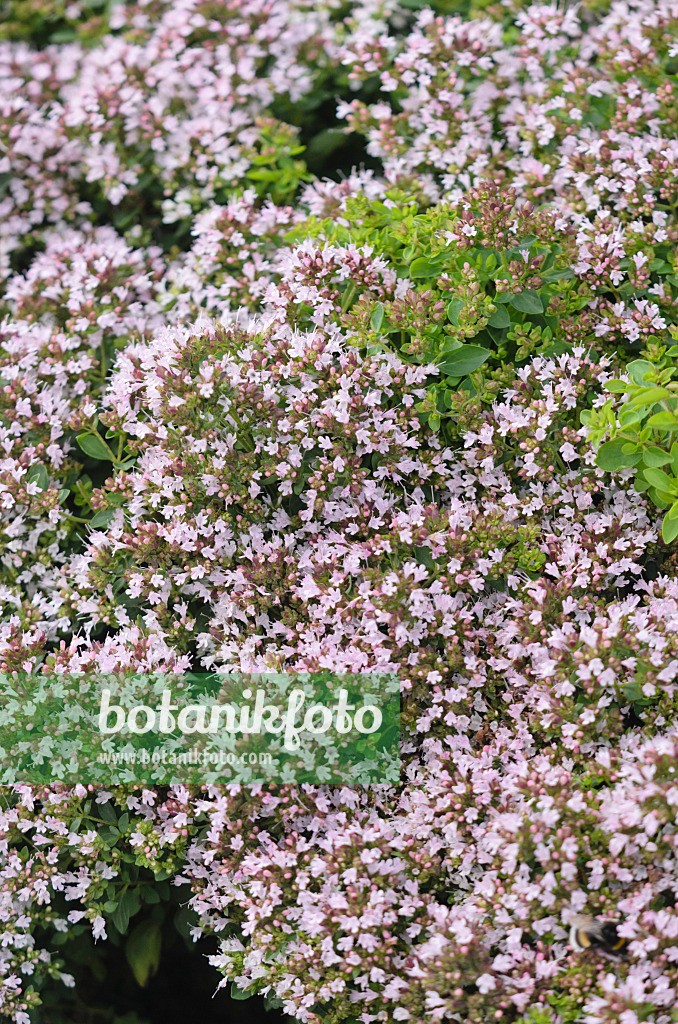 570119 - Blumendost (Origanum laevigatum 'Herrenhausen')