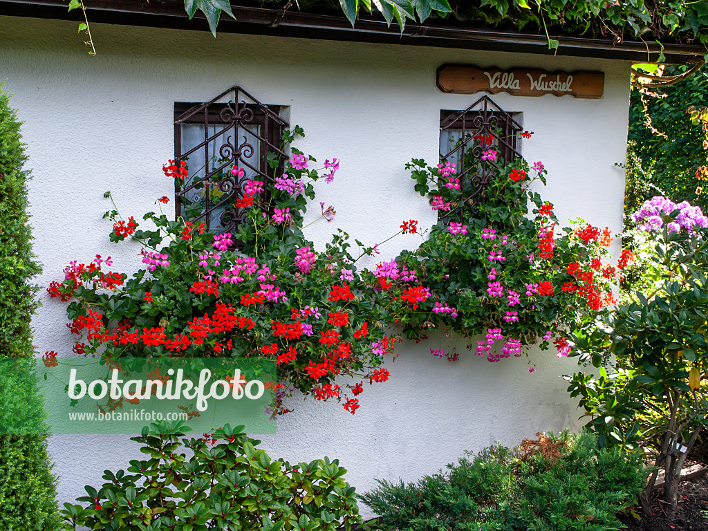 428088 - Blumenkästen mit Geranien an einem Gartenhaus