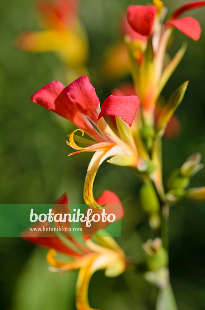 534295 - Blumenrohr (Canna glauca)