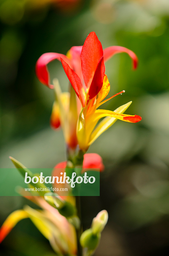 534296 - Blumenrohr (Canna glauca)