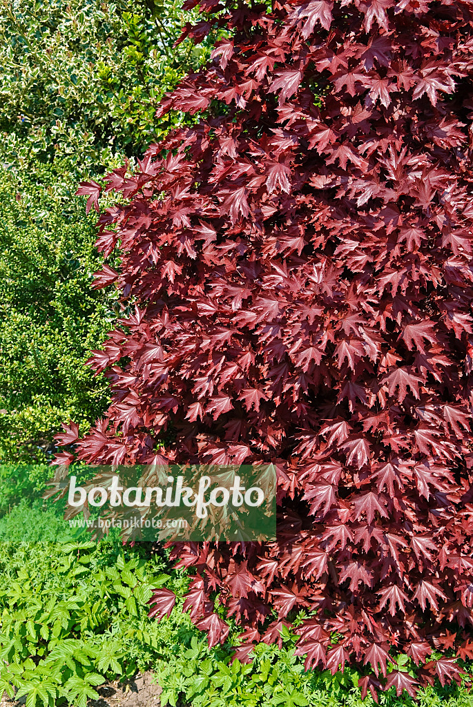 502094 - Blutahorn (Acer platanoides 'Crimson Sentry')