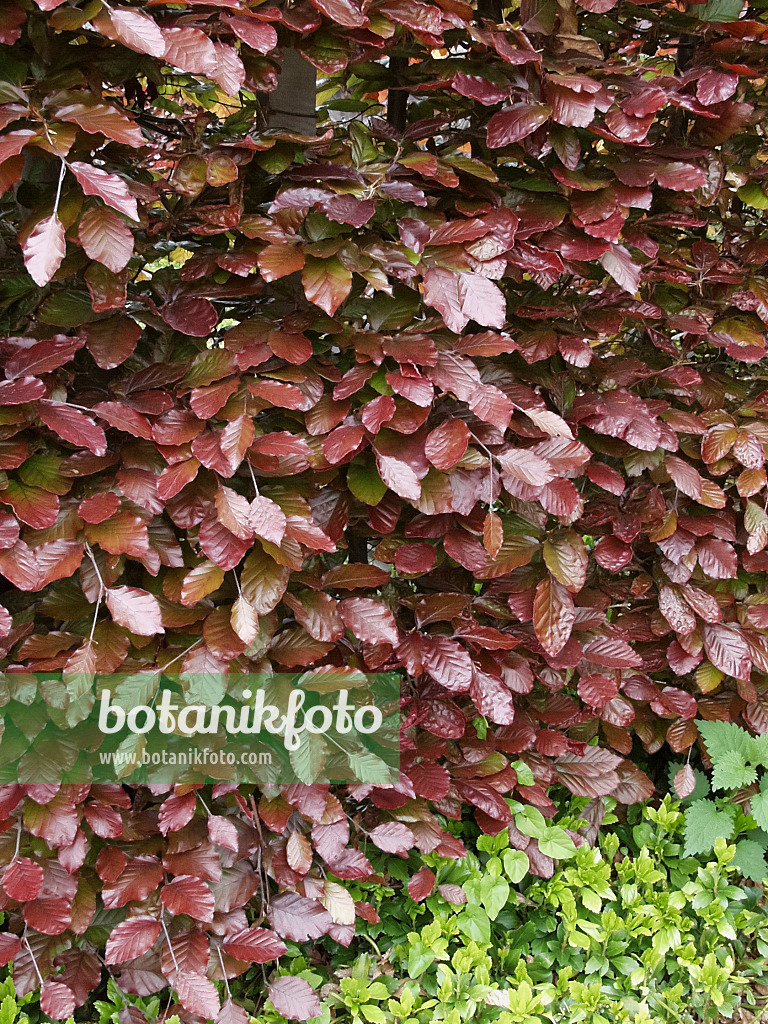 454023 - Blutbuche (Fagus sylvatica 'Atropunicea')