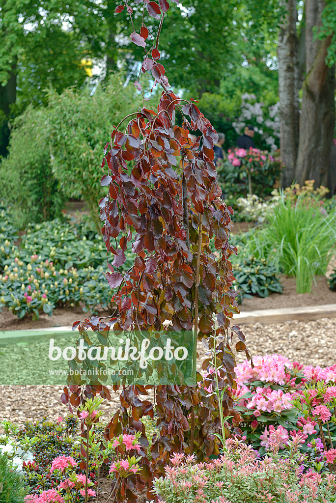 558102 - Blutbuche (Fagus sylvatica 'Purple Fountain')