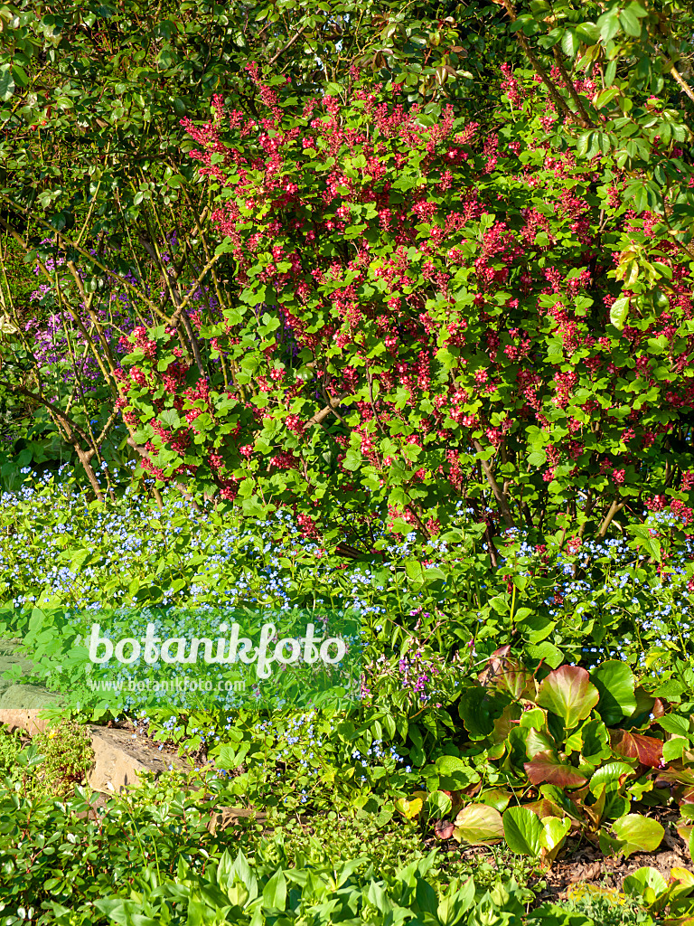 459061 - Blutjohannisbeere (Ribes sanguineum) und Kaukasus-Vergissmeinnicht (Brunnera macrophylla syn. Myosotis macrophylla)