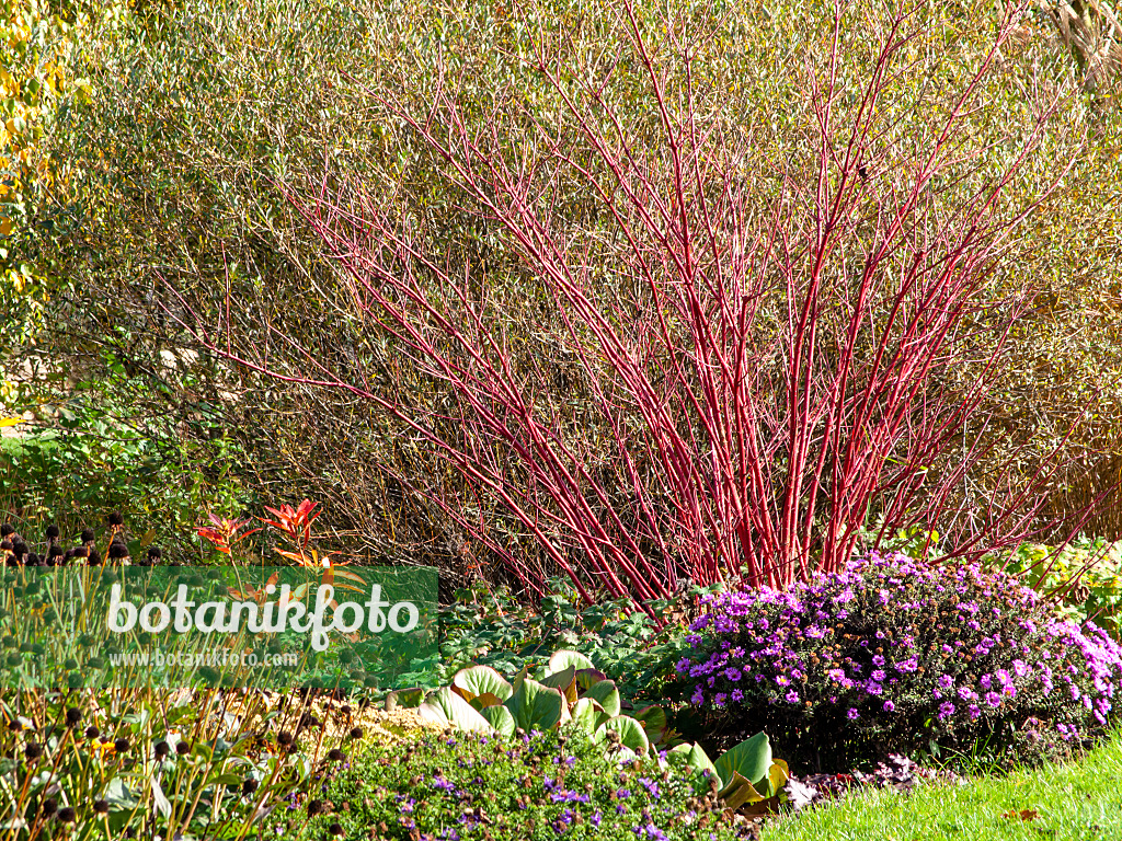 465165 - Blutroter Hartriegel (Cornus sanguinea)