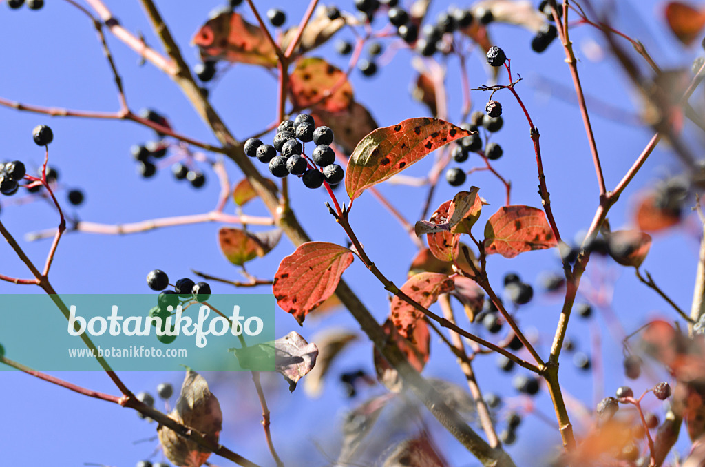 500231 - Blutroter Hartriegel (Cornus sanguinea)