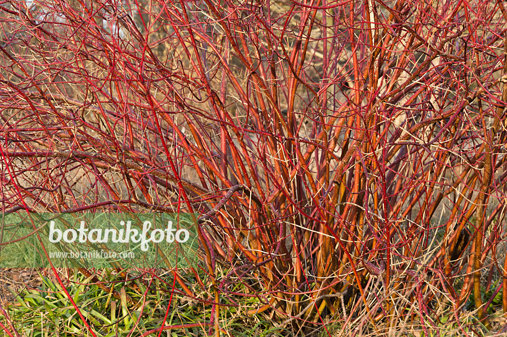 517032 - Blutroter Hartriegel (Cornus sanguinea)