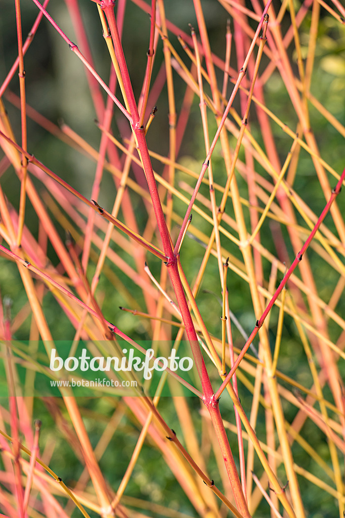 625173 - Blutroter Hartriegel (Cornus sanguinea 'Magic Flame')