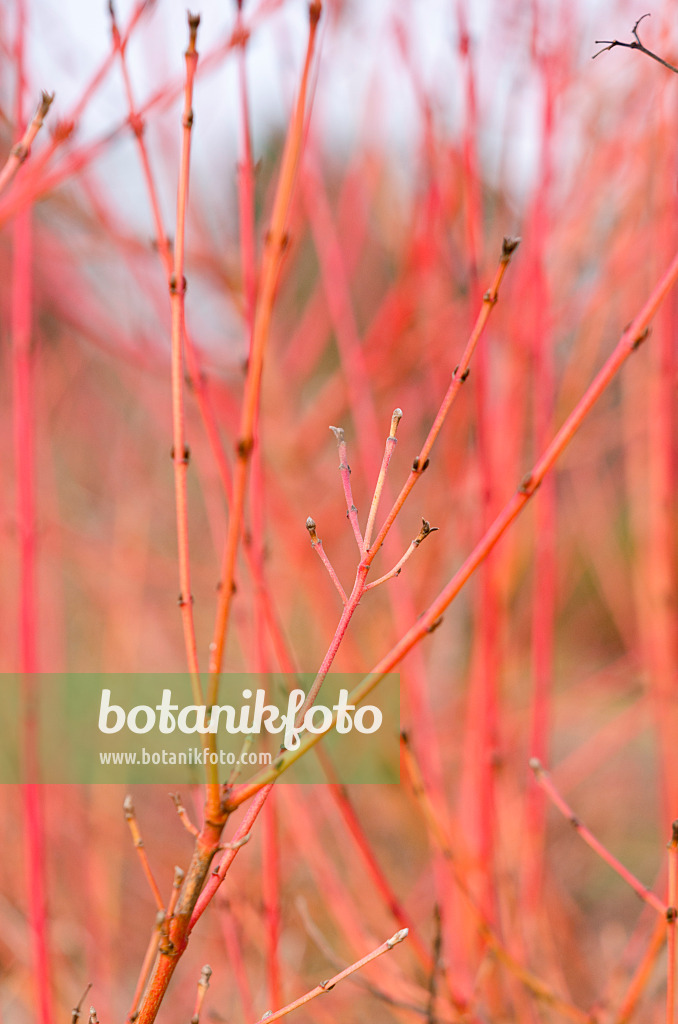 528017 - Blutroter Hartriegel (Cornus sanguinea 'Midwinter Fire')