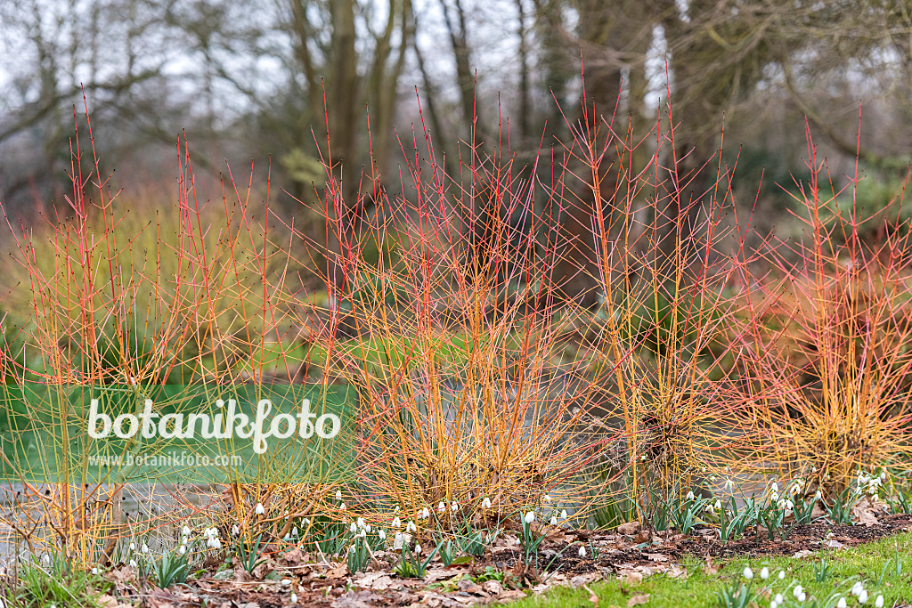 625174 - Blutroter Hartriegel (Cornus sanguinea 'Midwinter Fire')