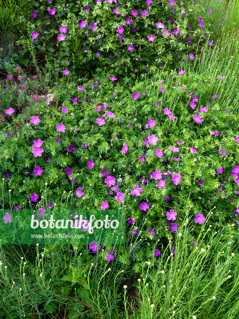 460107 - Blutroter Storchschnabel (Geranium sanguineum)