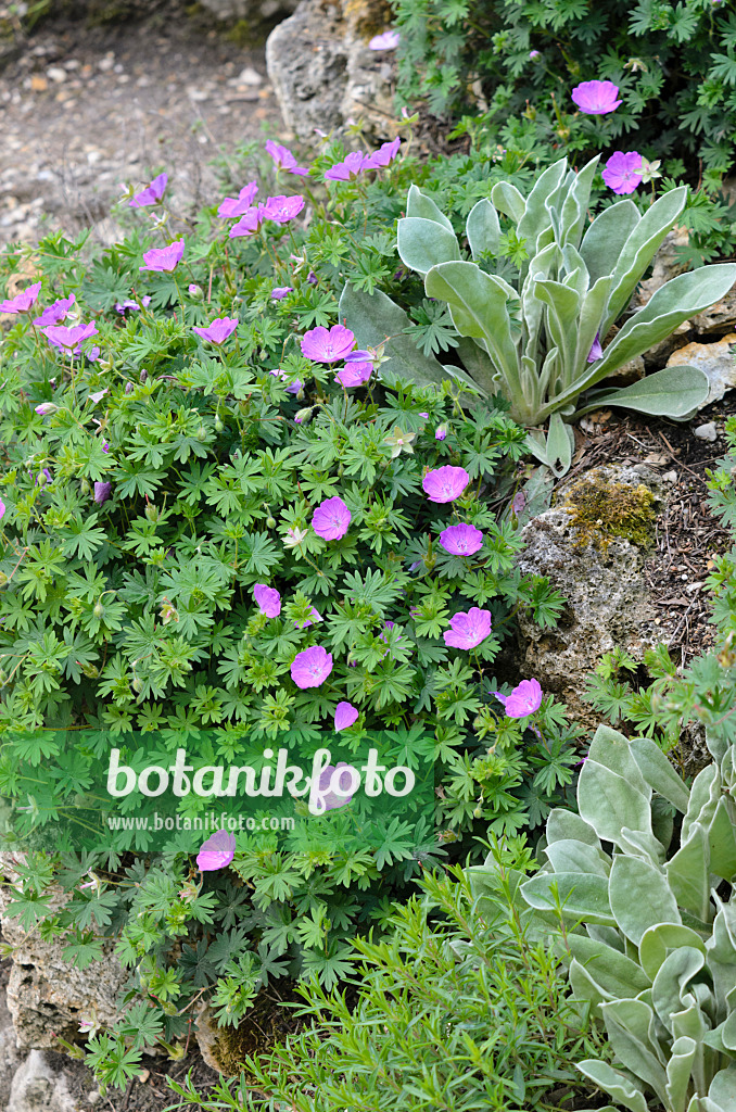 533227 - Blutroter Storchschnabel (Geranium sanguineum)