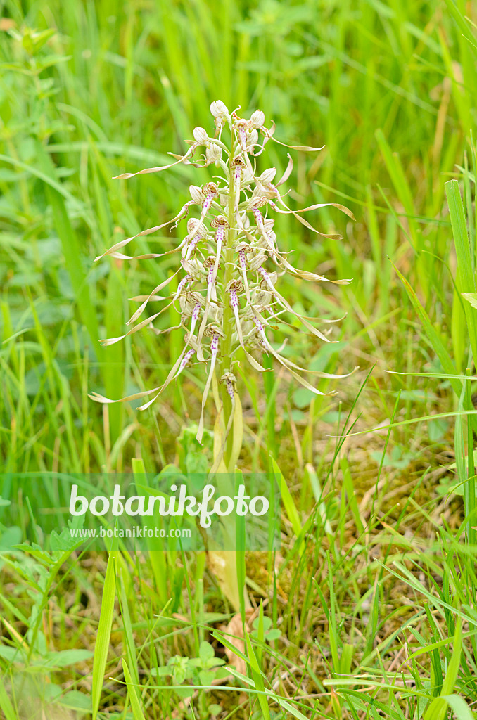 557064 - Bocksriemenzunge (Himantoglossum hircinum)