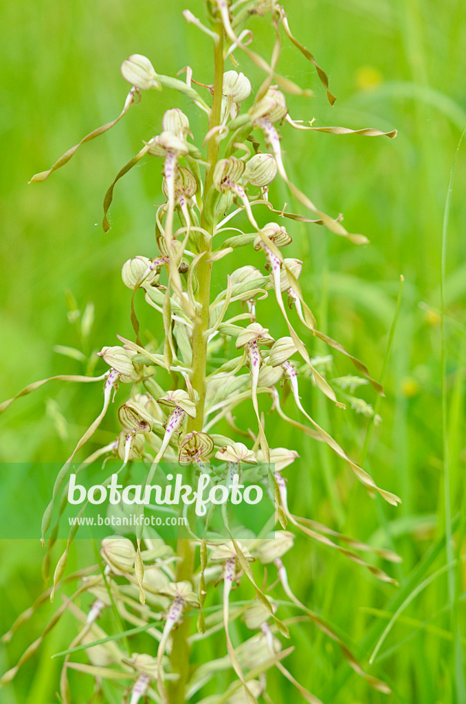 557066 - Bocksriemenzunge (Himantoglossum hircinum)