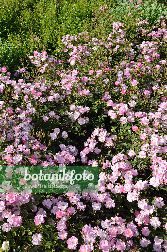 521280 - Bodendeckerrose (Rosa Lavender Dream)