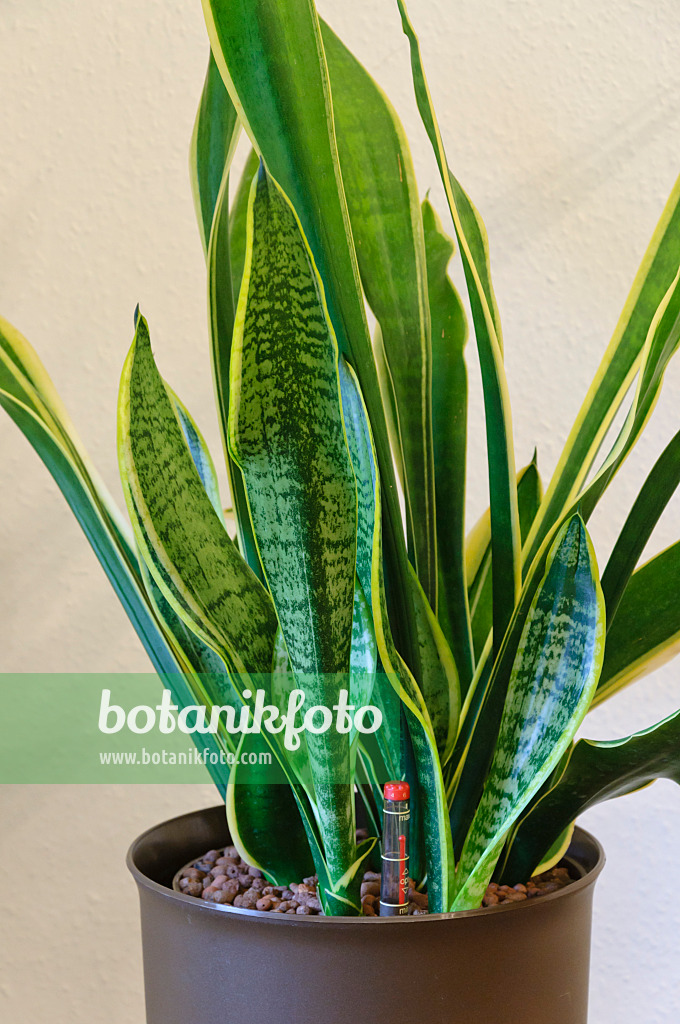 467016 - Bogenhanf (Sansevieria trifasciata)