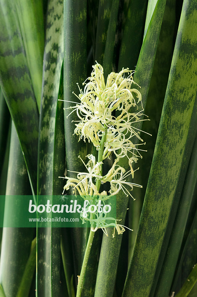 520268 - Bogenhanf (Sansevieria trifasciata)