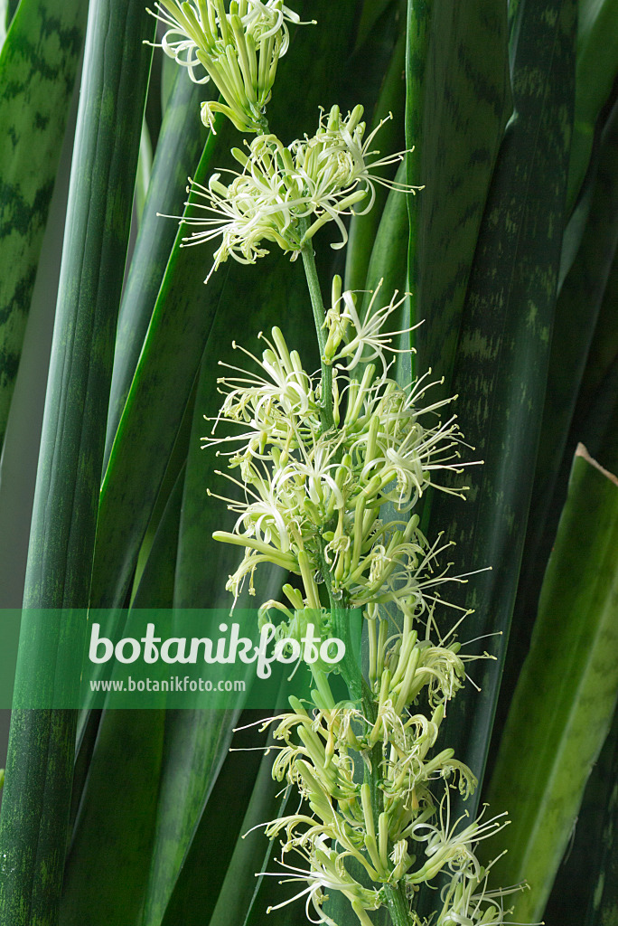 557001 - Bogenhanf (Sansevieria trifasciata)