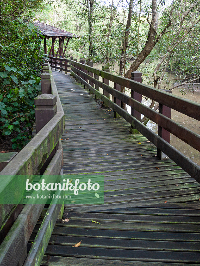 411105 - Bohlenweg, Naturpark Sungei Buloh, Singapur