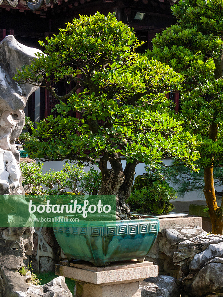 411197 - Bonsai in einem türkisfarbenem Pflanztopf vor einer Steinmauer in einem Bonsaigarten