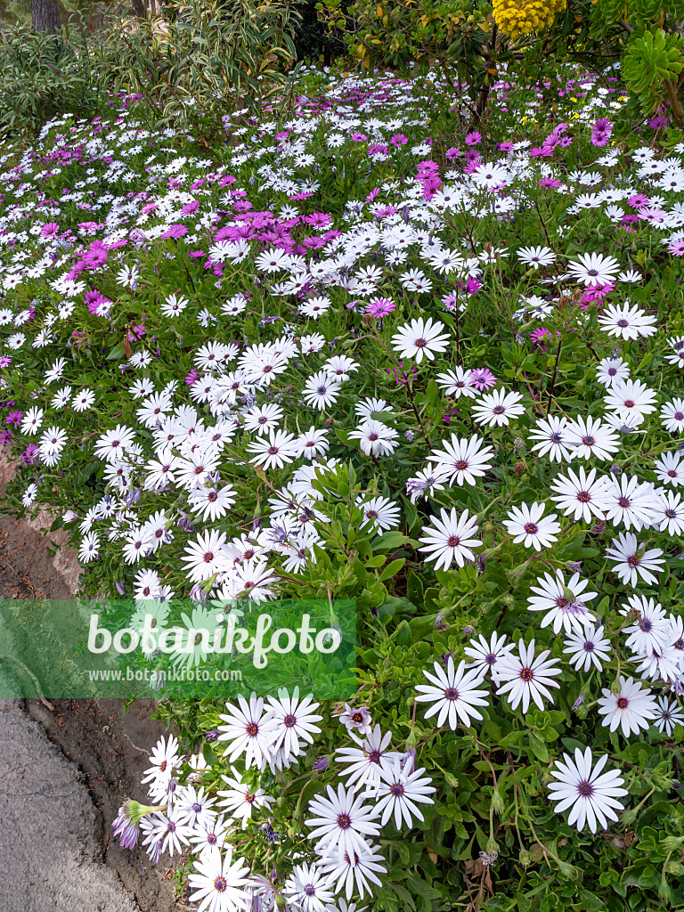 424059 - Bornholmmargerite (Osteospermum ecklonis syn. Dimorphotheca ecklonis)