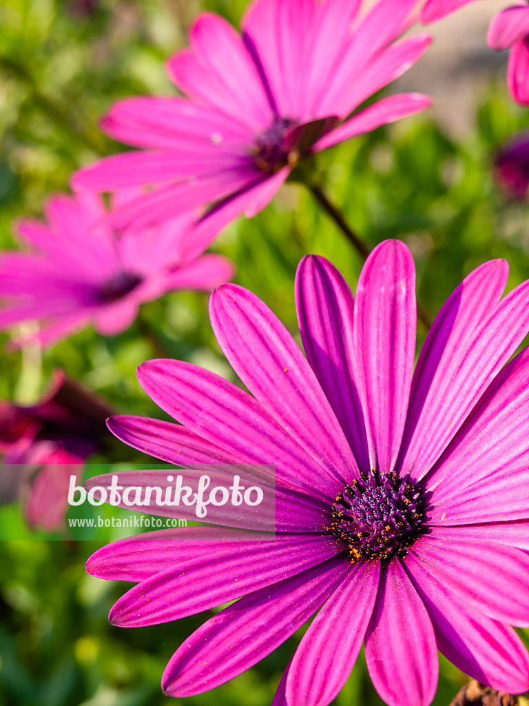 430140 - Bornholmmargerite (Osteospermum ecklonis syn. Dimorphotheca ecklonis)