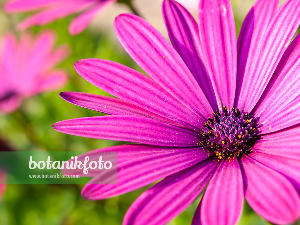 430141 - Bornholmmargerite (Osteospermum ecklonis syn. Dimorphotheca ecklonis)