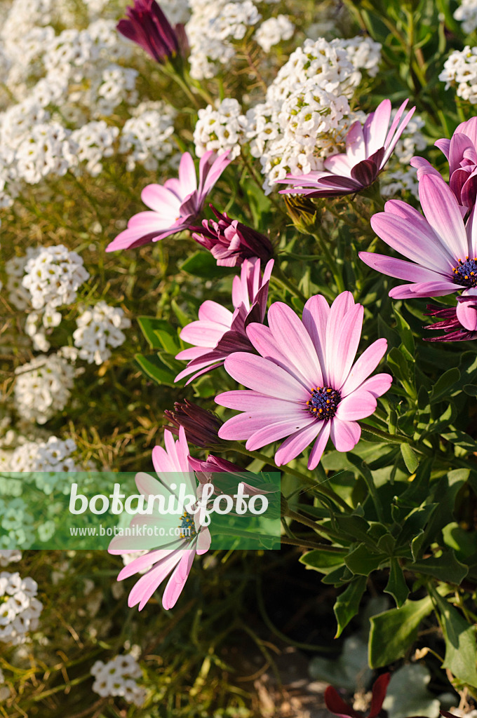 476240 - Bornholmmargerite (Osteospermum ecklonis 'Jamboana Light Purple' syn. Dimorphotheca ecklonis 'Jamboana Light Purple') und Duftsteinrich (Lobularia maritima 'Snow Princess')