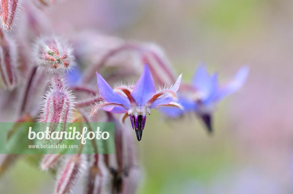 534109 - Borretsch (Borago officinalis)