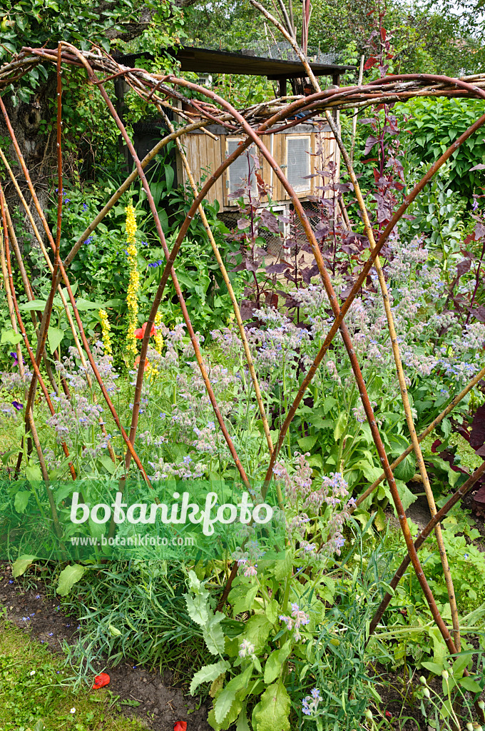 474132 - Borretsch (Borago officinalis) in einem Gemüsegarten mit Kaninchenstall