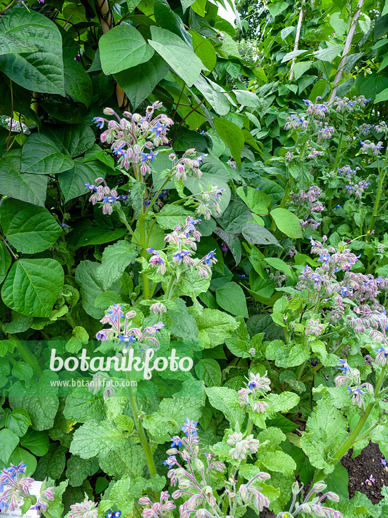 462101 - Borretsch (Borago officinalis) und Stangenbohne (Phaseolus vulgaris var. vulgaris 'Blauhilde')