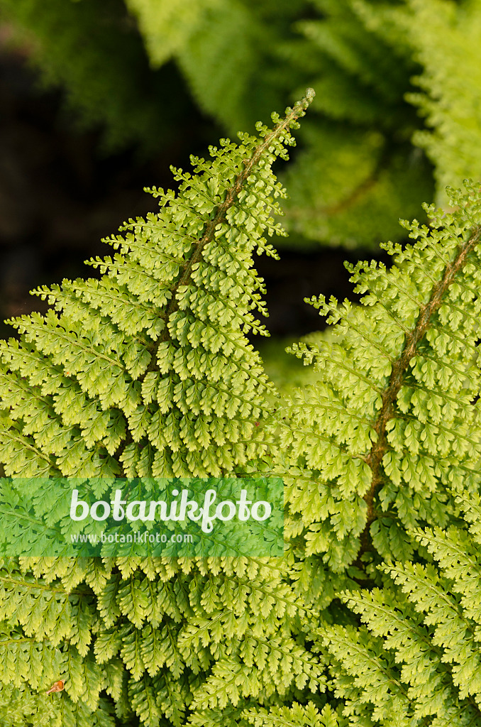 520443 - Borstiger Schildfarn (Polystichum setiferum 'Plumosum Densum')