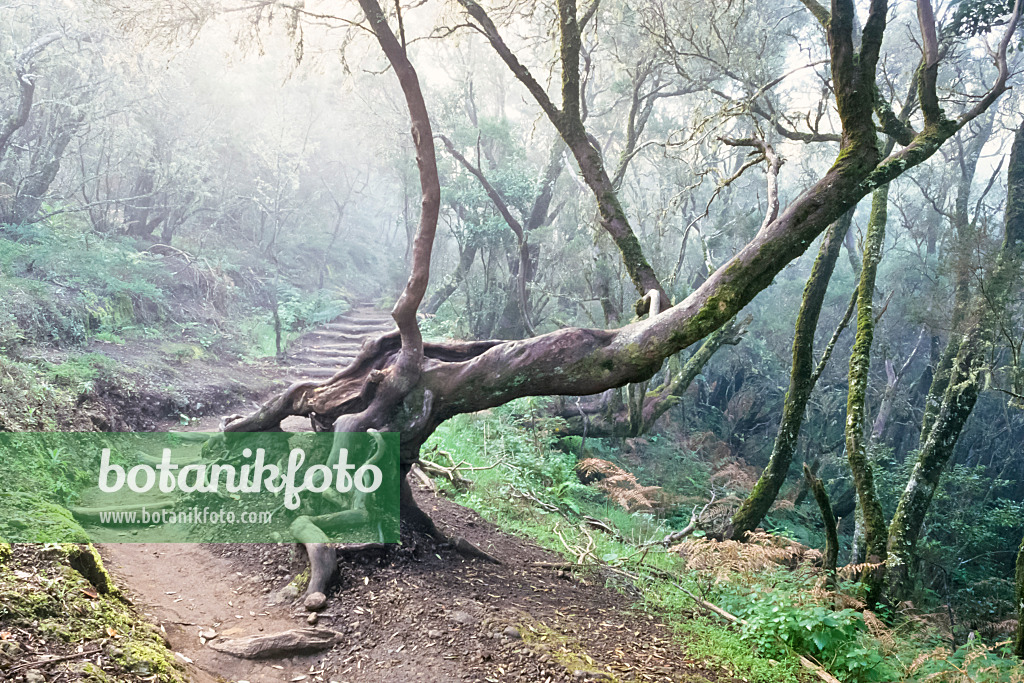 363001 - Bosque del Cedro, Nationalpark Garajonay, La Gomera, Spanien