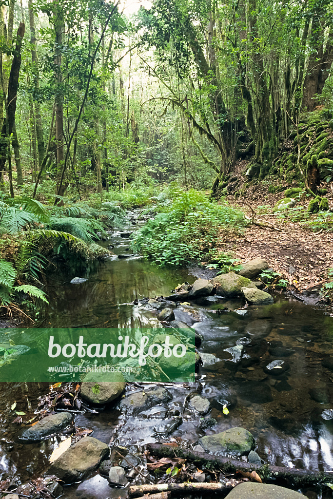 363012 - Bosque del Cedro, Nationalpark Garajonay, La Gomera, Spanien