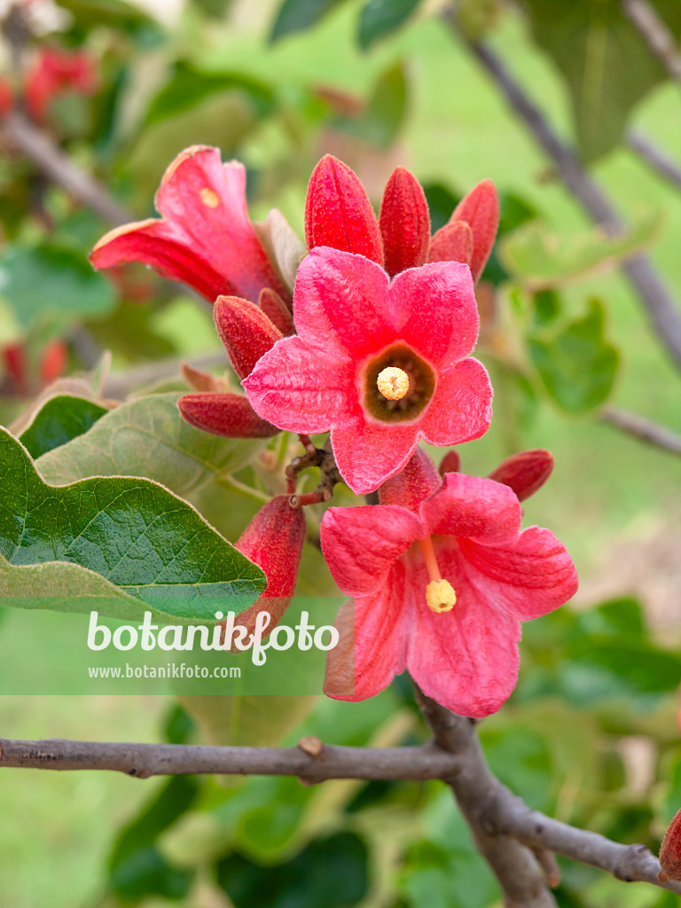 455386 - Brachychiton bidwillii 455386 - Brachychiton bidwillii