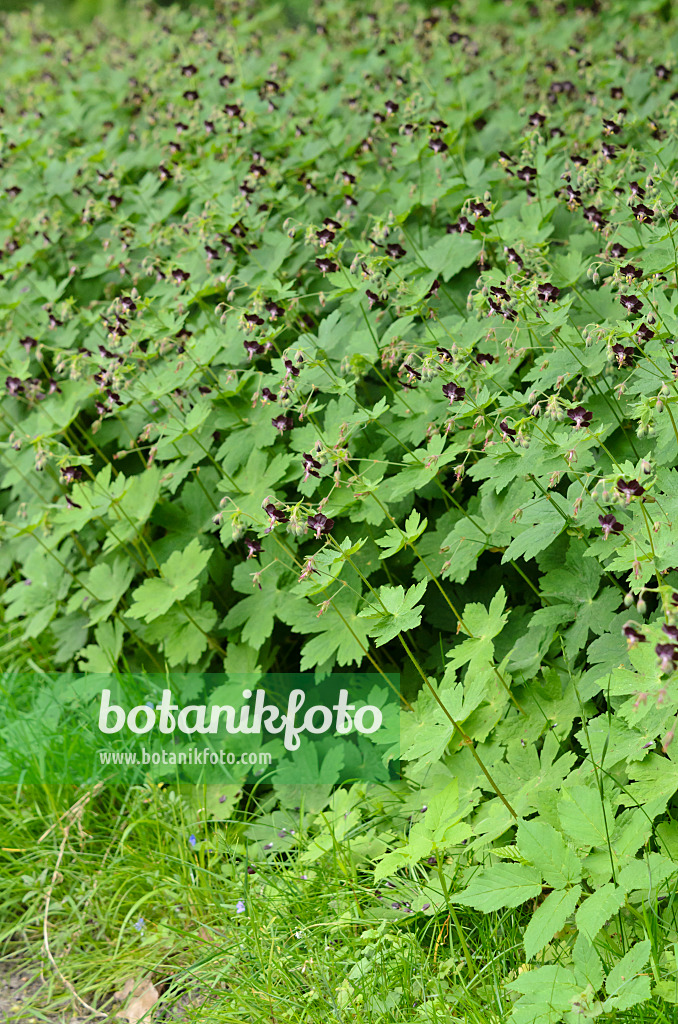 520289 - Brauner Storchschnabel (Geranium phaeum)