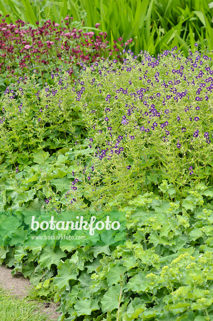 533518 - Brauner Storchschnabel (Geranium phaeum) und Frauenmantel (Alchemilla)