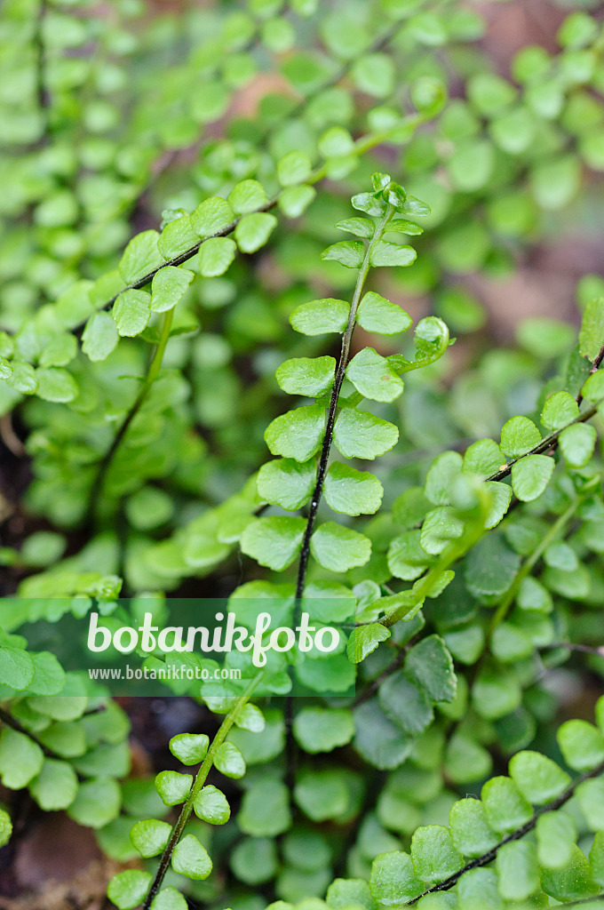 471340 - Brauner Streifenfarn (Asplenium trichomanes)