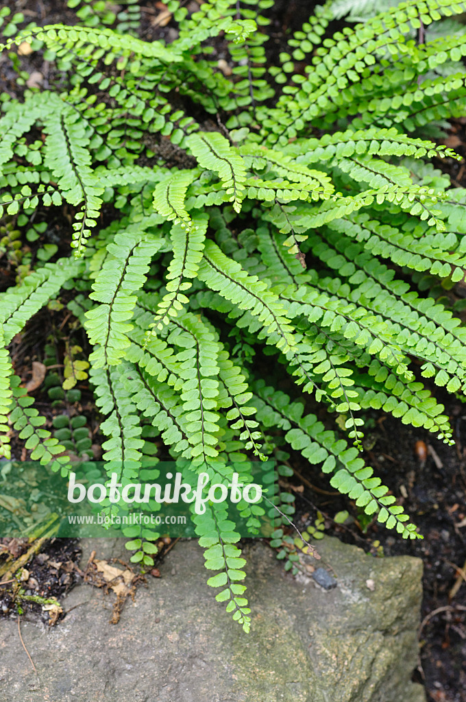 473004 - Brauner Streifenfarn (Asplenium trichomanes)