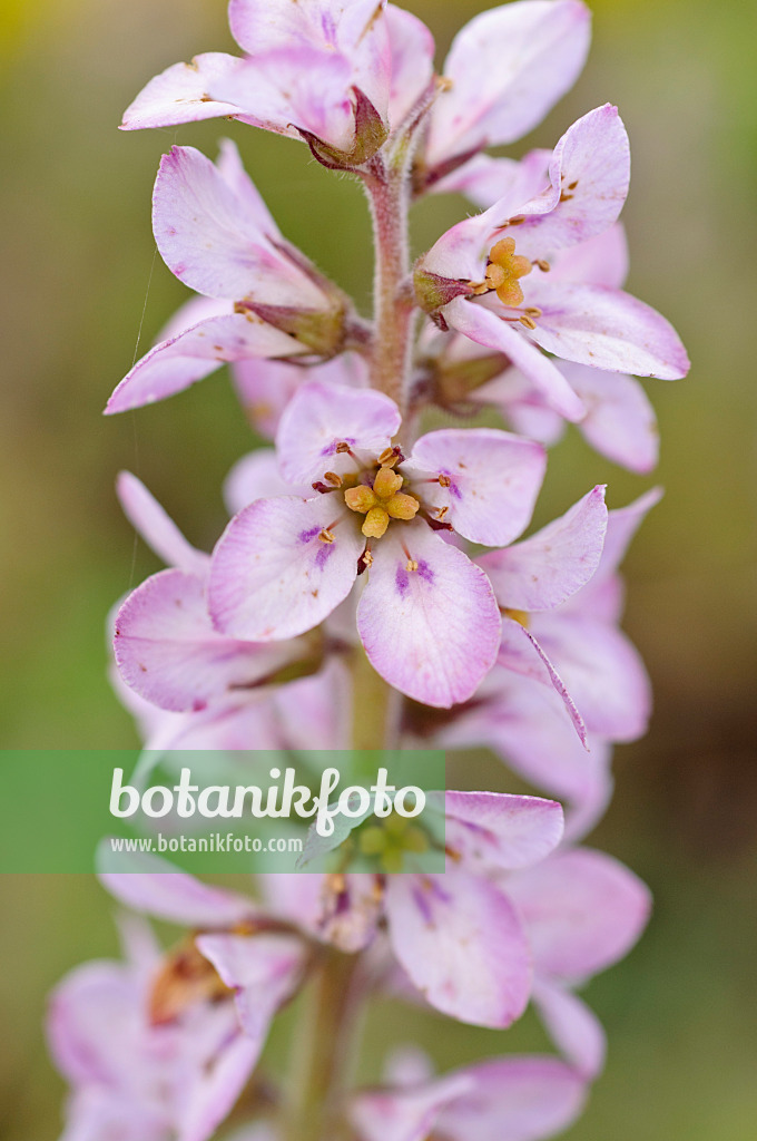 473339 - Brautkranz (Francoa sonchifolia)