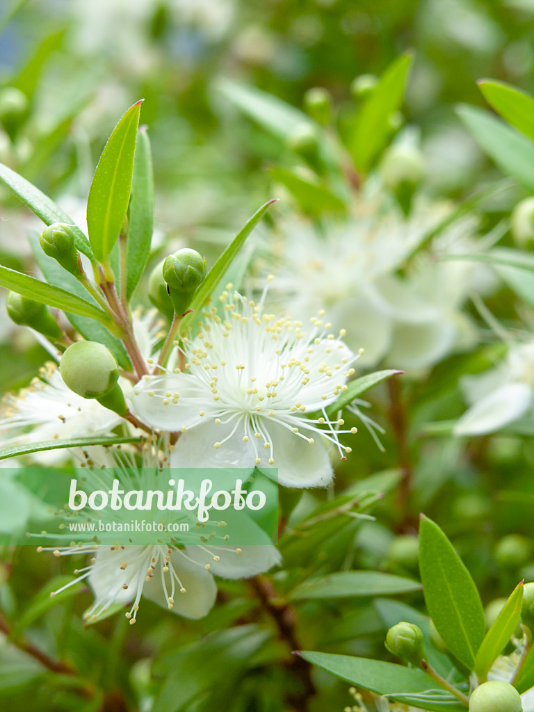 427054 - Brautmyrte (Myrtus communis)