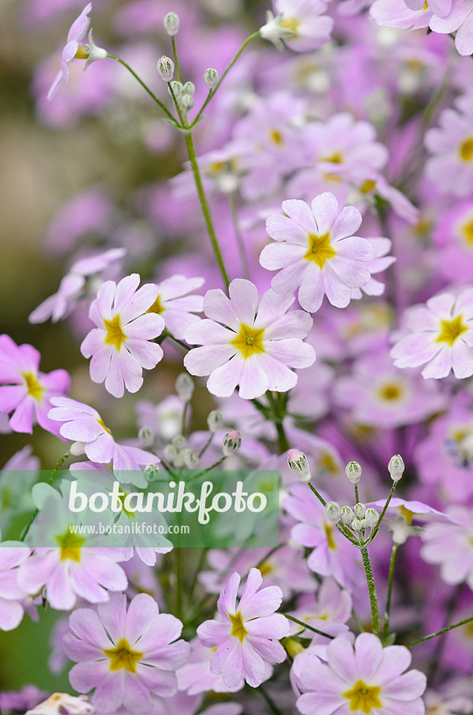 531161 - Brautprimel (Primula malacoides 'Lavender Shades')