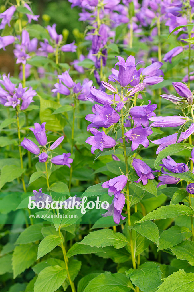 485108 - Breitblättrige Glockenblume (Campanula latifolia)