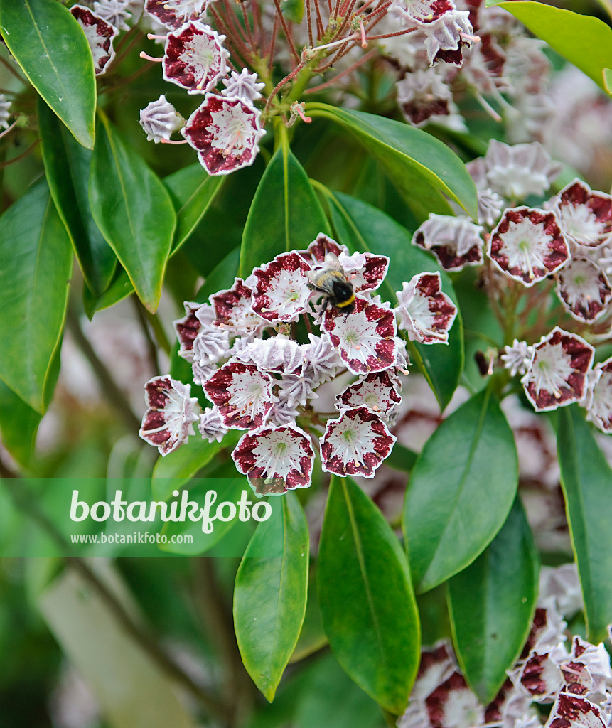 502228 - Breitblättrige Lorbeerrose (Kalmia latifolia 'Bandeau')