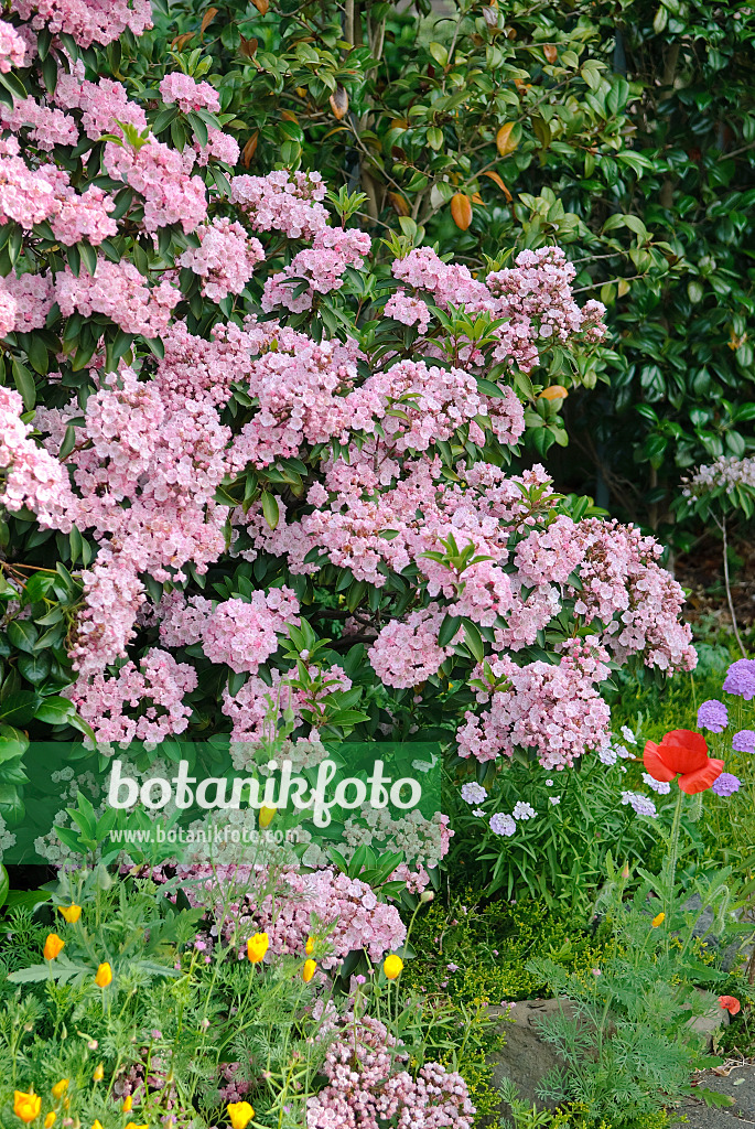 502230 - Breitblättrige Lorbeerrose (Kalmia latifolia 'Cheerful')