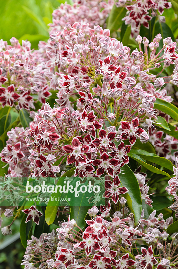 497011 - Breitblättrige Lorbeerrose (Kalmia latifolia 'Comet')